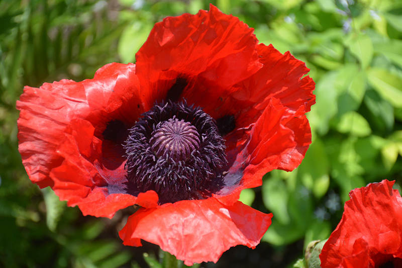 Beauty of Livermere Poppy (Papaver orientale 'Beauty of Livermere') at Tagawa Gardens