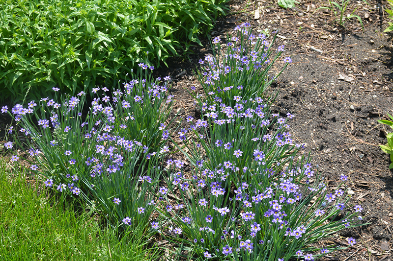 Lucerne Blue-Eyed Grass (Sisyrinchium angustifolium 'Lucerne') at Tagawa Gardens