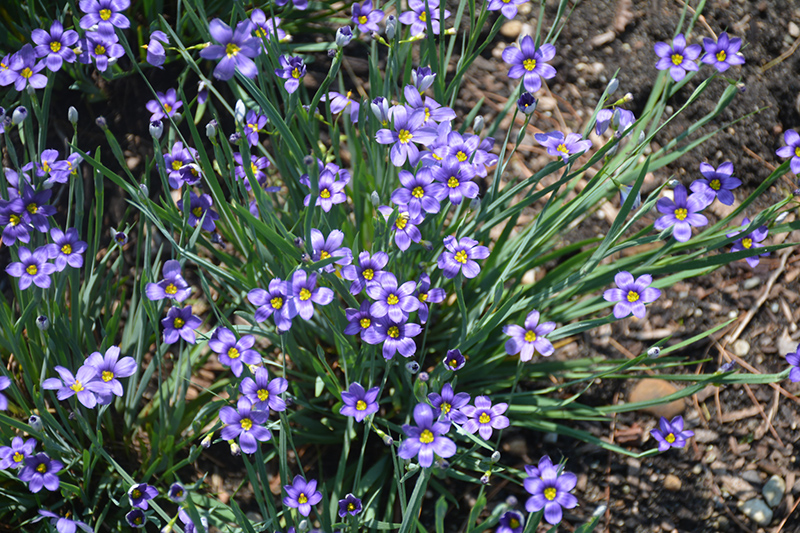Lucerne Blue-Eyed Grass (Sisyrinchium angustifolium 'Lucerne') at Tagawa Gardens