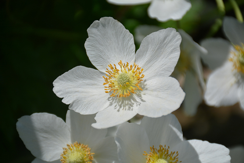 Windflower (Anemone sylvestris) in Denver Centennial Littleton Aurora