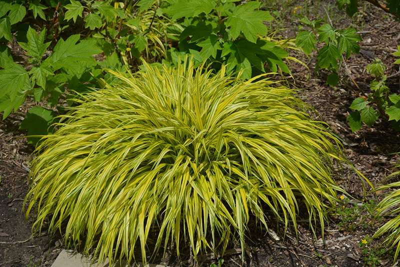 Golden Variegated Hakone Grass (Hakonechloa macra 'Aureola') at Tagawa Gardens