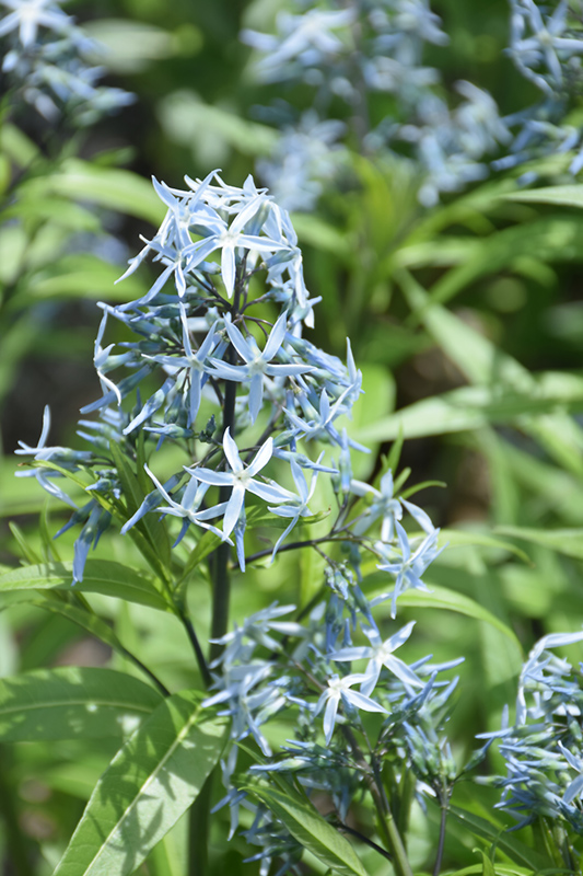 Narrow-Leaf Blue Star (Amsonia hubrichtii) at Tagawa Gardens