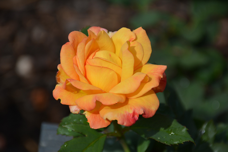 Rio Samba Rose (Rosa 'Rio Samba') at Tagawa Gardens