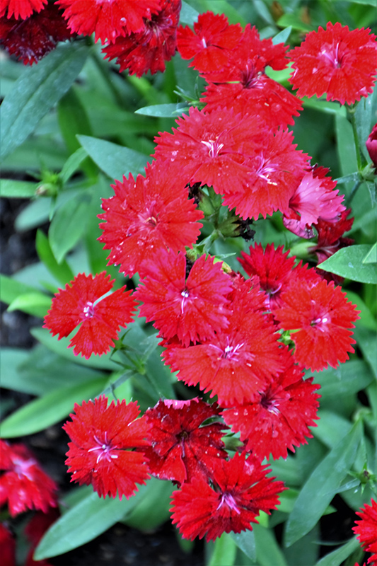 Telstar Crimson Pinks (Dianthus 'Telstar Crimson') at Tagawa Gardens