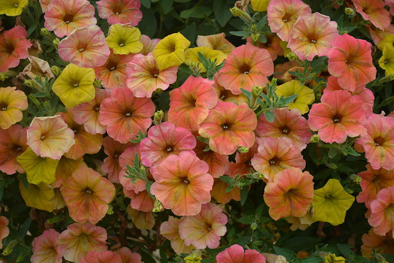 Cascadias Indian Summer Petunia (Petunia 'Cascadias Indian Summer') at Tagawa Gardens