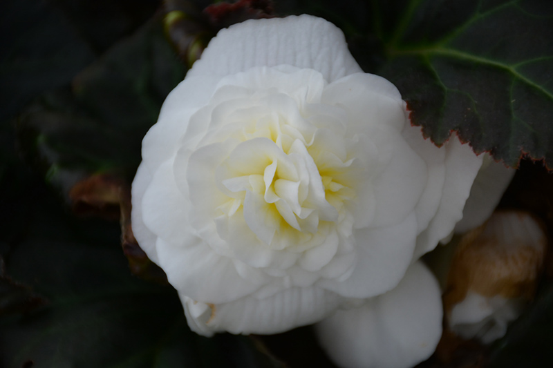 Nonstop Mocca White Begonia (Begonia 'Nonstop Mocca White') at Tagawa Gardens