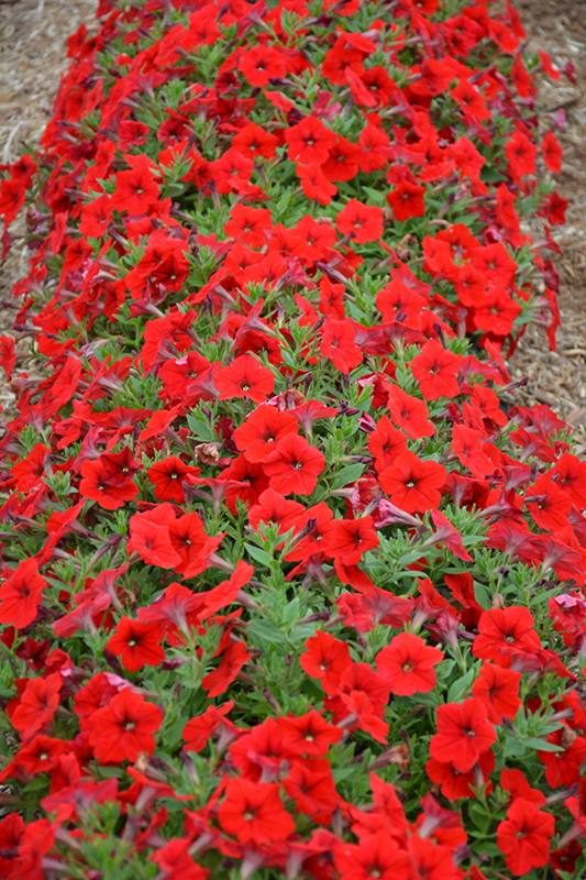 Easy Wave Red Petunia (Petunia 'Easy Wave Red') at Tagawa Gardens