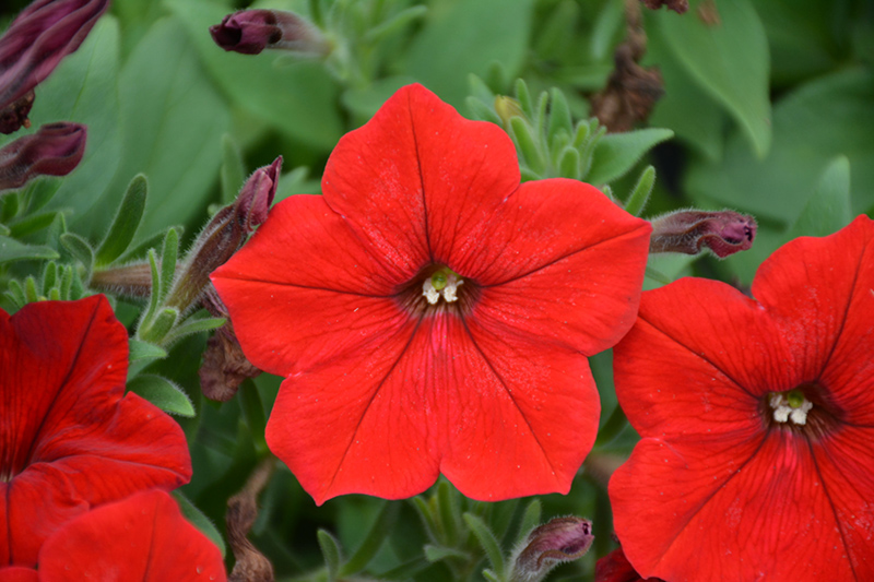 Easy Wave Red Petunia (Petunia 'Easy Wave Red') at Tagawa Gardens