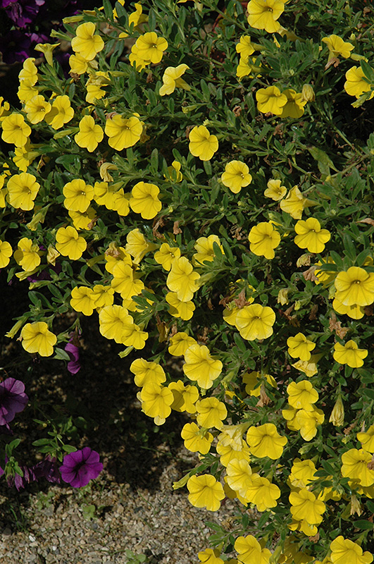 Callie Deep Yellow Calibrachoa (Calibrachoa 'Callie Deep Yellow') at Tagawa Gardens