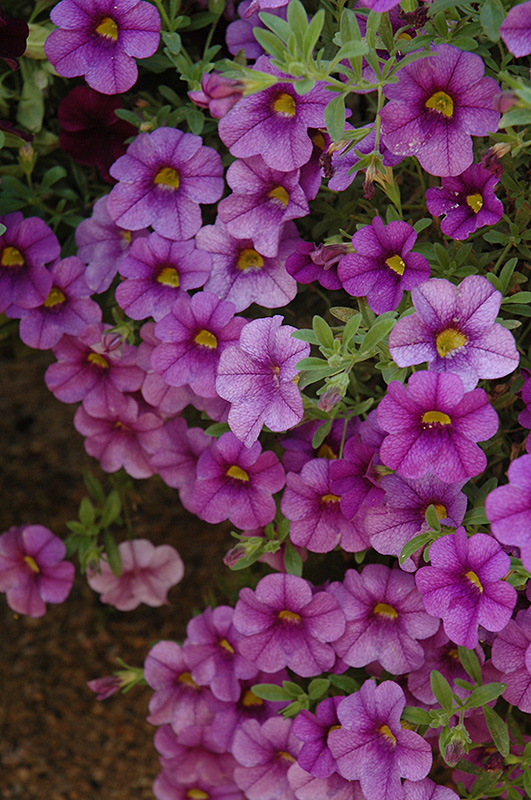 Aloha Purple Calibrachoa (Calibrachoa 'Aloha Purple') at Tagawa Gardens