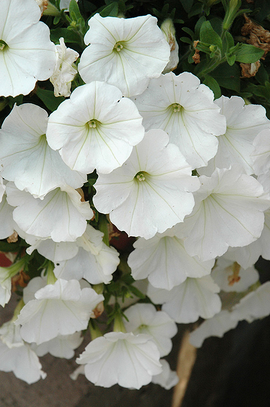 Surprise White Petunia (Petunia 'Surprise White') at Tagawa Gardens