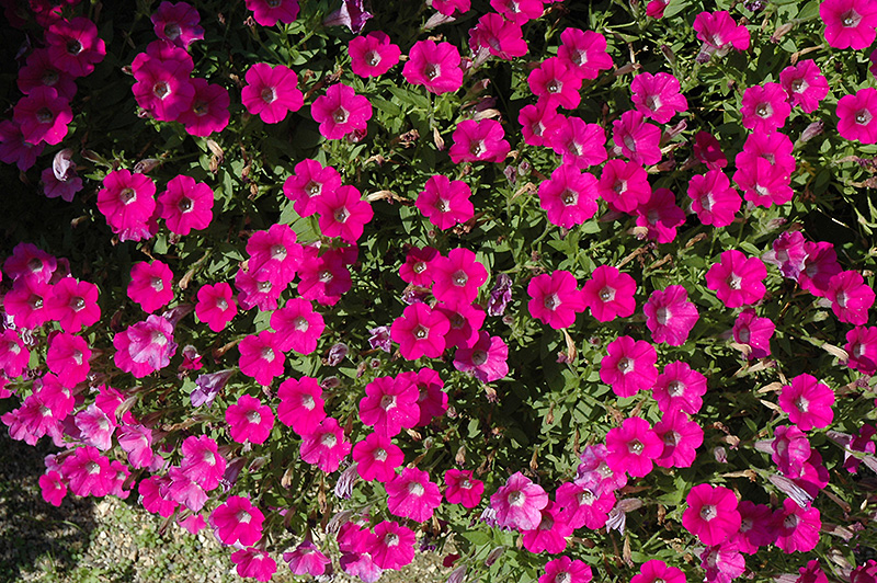 Littletunia Rose Petunia (Petunia 'Littletunia Rose') at Tagawa Gardens