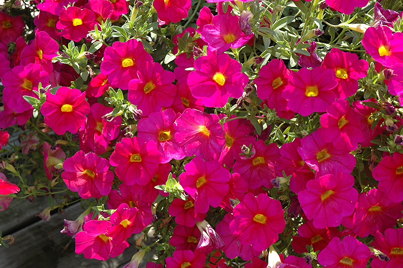 SuperCal Neon Rose Petchoa (Petchoa 'SuperCal Neon Rose') at Tagawa Gardens