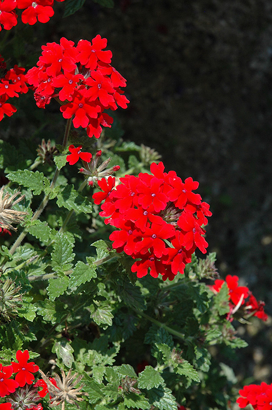 Lanai Red Verbena (Verbena 'Lanai Red') at Tagawa Gardens