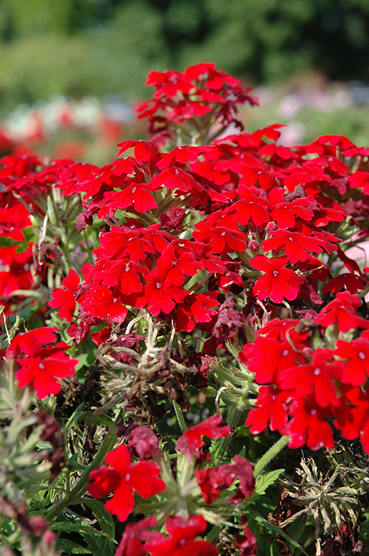 Aztec Dark Red Verbena (Verbena 'Aztec Dark Red') at Tagawa Gardens