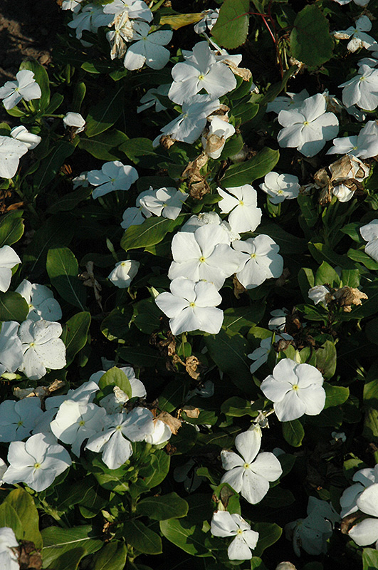 Titan Pure White Vinca (Catharanthus roseus 'Titan Pure White') at Tagawa Gardens