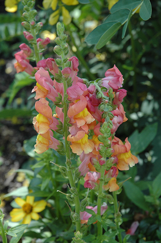 Rocket Bronze Snapdragon (Antirrhinum majus 'Rocket Bronze') in Denver