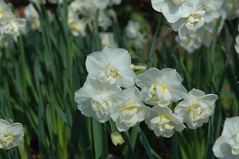 Cheerfulness Daffodil (Narcissus 'Cheerfulness') at Tagawa Gardens