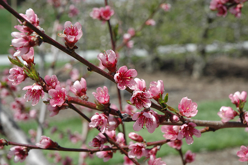 Reliance Peach (Prunus persica 'Reliance') at Tagawa Gardens