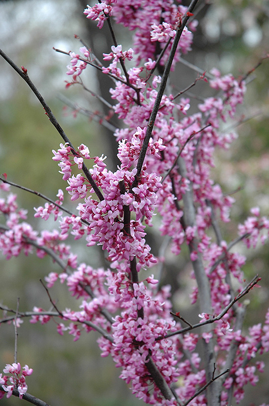 Forest Pansy Redbud (Cercis canadensis 'Forest Pansy') at Tagawa Gardens