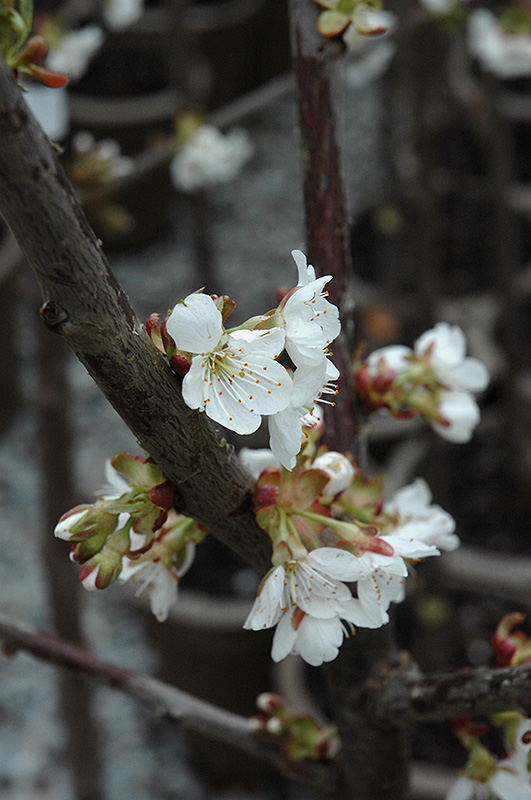 Stella Cherry (Prunus avium 'Stella') at Tagawa Gardens