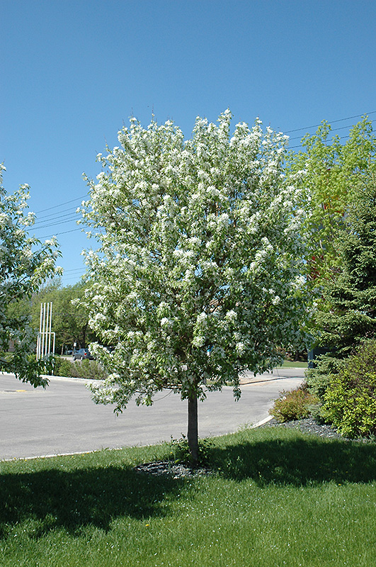 Spring Snow Flowering Crab (Malus 'Spring Snow') in Denver Centennial