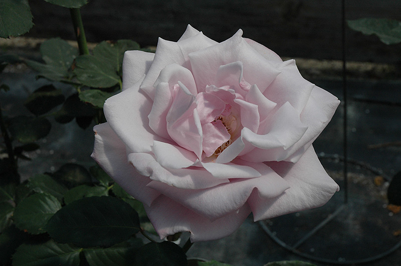 Sterling Silver Rose (Rosa 'Sterling Silver') at Tagawa Gardens
