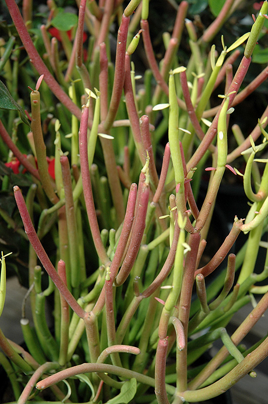 Sticks On Fire Red Pencil Tree (Euphorbia tirucalli 'Sticks On Fire