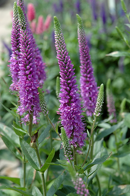 Purpleicious Speedwell (Veronica 'Purpleicious') at Tagawa Gardens