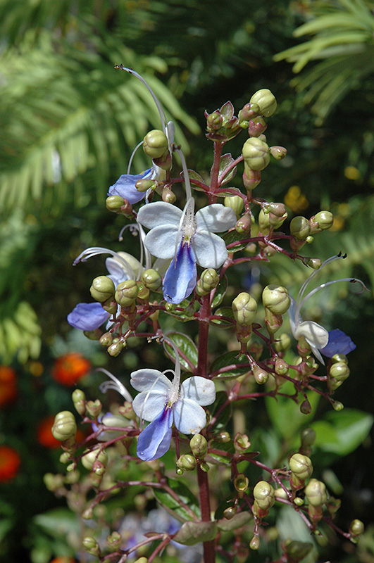 Blue Butterfly Plant (Clerodendrum ugandense) in Denver Centennial