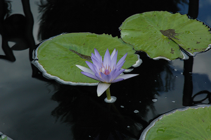 Blue Beauty Tropical Water Lily (Nymphaea 'Blue Beauty') at Tagawa Gardens