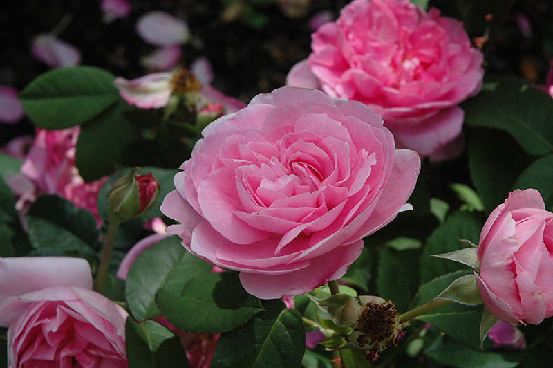 Gertrude Jekyll Rose (Rosa 'Gertrude Jekyll') at Tagawa Gardens