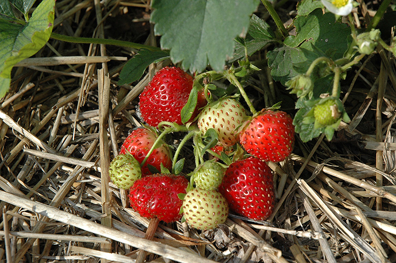 Everbearing Strawberry (Fragaria 'Everbearing') at Tagawa Gardens