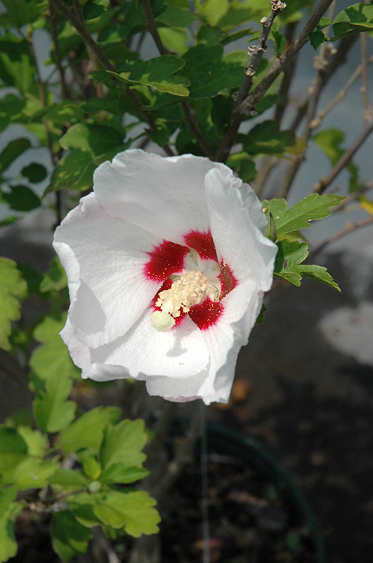 Red Heart Rose Of Sharon (Hibiscus syriacus 'Red Heart') at Tagawa Gardens