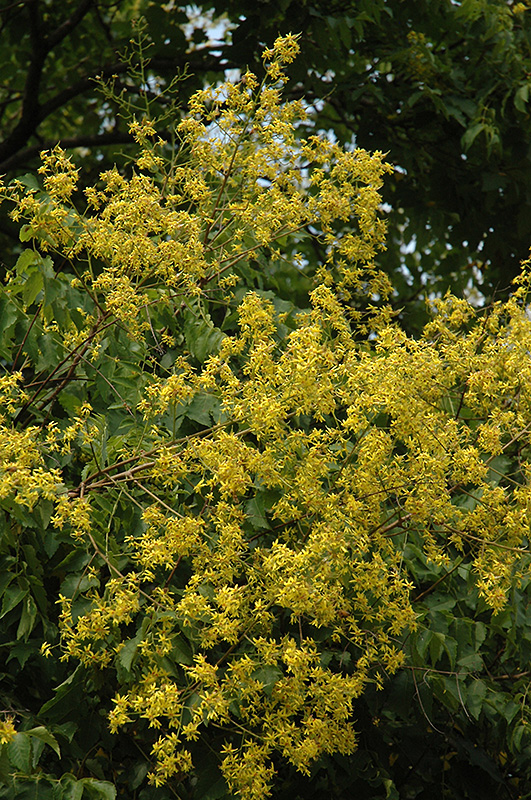 Golden Rain Tree (Koelreuteria paniculata) at Tagawa Gardens