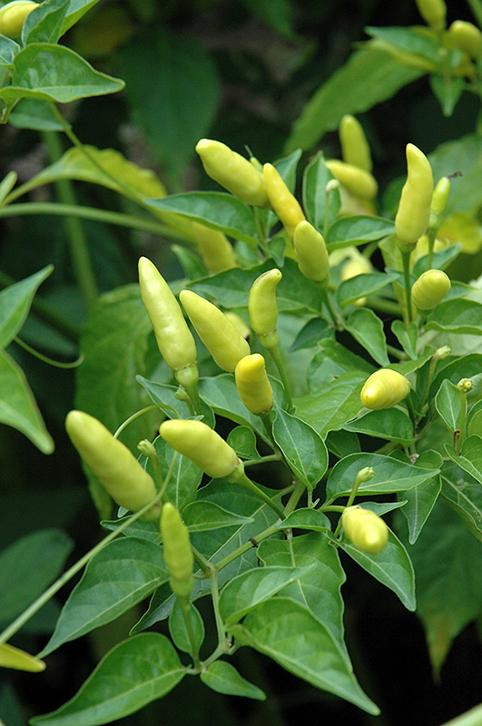 Tabasco Pepper (Capsicum frutescens 'Tabasco') at Tagawa Gardens