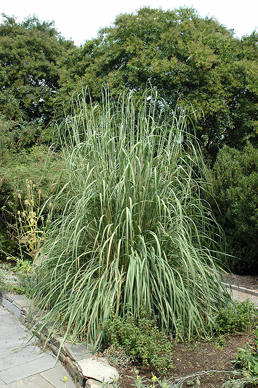 Hardy Pampas Grass (Erianthus ravennae) at Tagawa Gardens