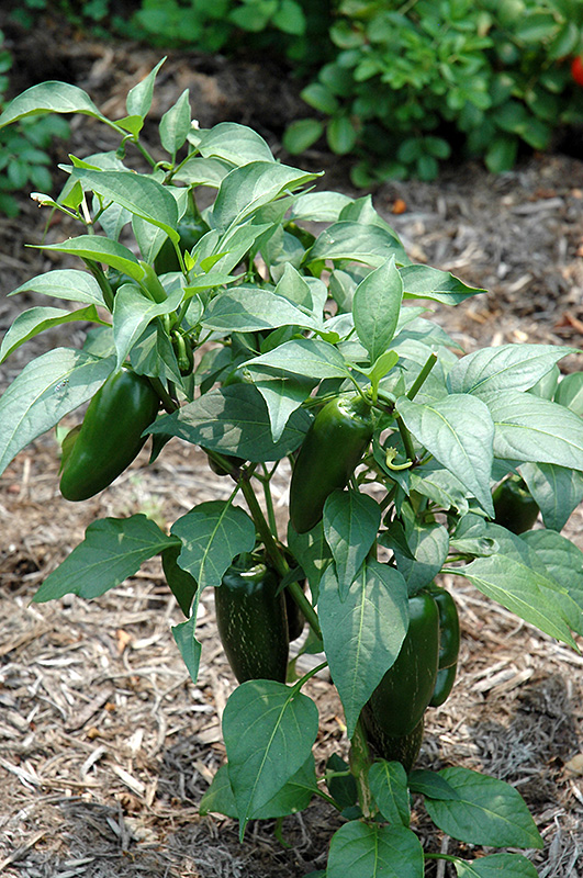 Jalapeno Pepper (Capsicum annuum 'Jalapeno') at Tagawa Gardens