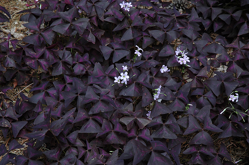 Purple Shamrock (Oxalis regnellii 'Triangularis') at Tagawa Gardens