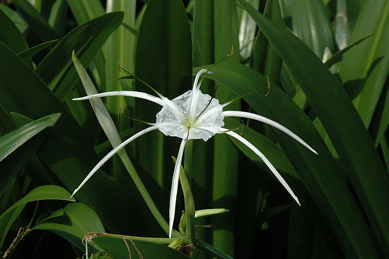 Tropical Giant Spider Lily (Hymenocallis 'Tropical Giant') at Tagawa Gardens