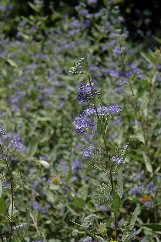 Bluebeard (Caryopteris x clandonensis) at Tagawa Gardens