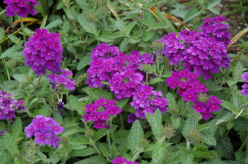 EnduraScape Dark Purple Verbena (Verbena 'Balendakle') at Tagawa Gardens