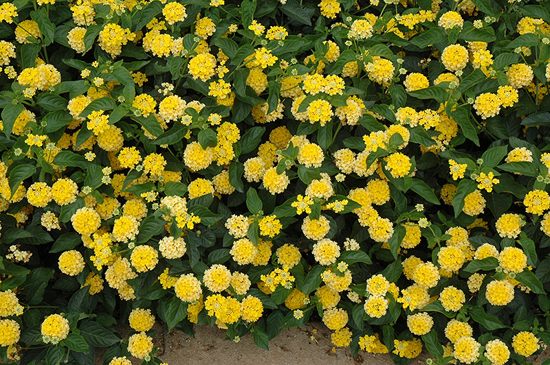 Landmark Yellow Lantana (Lantana camara 'Landmark Yellow') at Tagawa Gardens