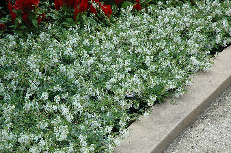 AngelMist Spreading White Angelonia (Angelonia angustifolia 'Balangspri') at Tagawa Gardens