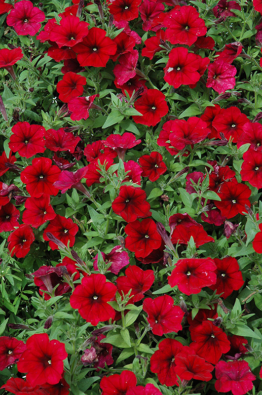 Easy Wave Red Velour Petunia (Petunia 'Easy Wave Red Velour') at Tagawa Gardens