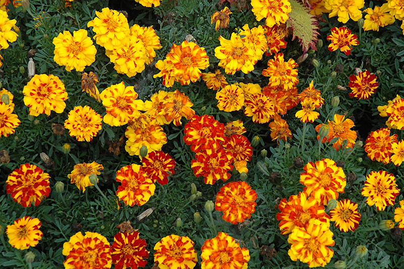 Durango Bolero Marigold (Tagetes patula 'Durango Bolero') at Tagawa Gardens