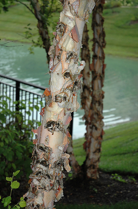 River Birch (Betula nigra) at Tagawa Gardens