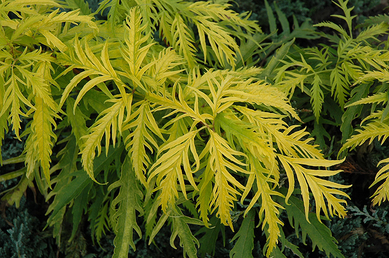 Sutherland Gold Elder (Sambucus racemosa 'Sutherland Gold') at Tagawa Gardens