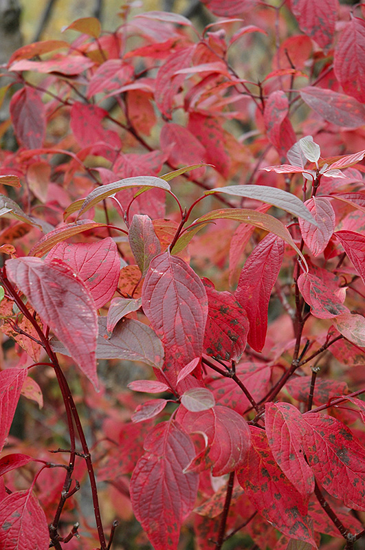 Red Osier Dogwood (Cornus sericea) at Tagawa Gardens