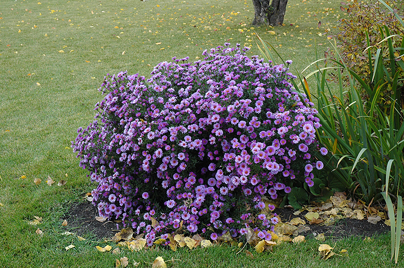 Purple Dome Aster (Aster novae-angliae 'Purple Dome') at Tagawa Gardens